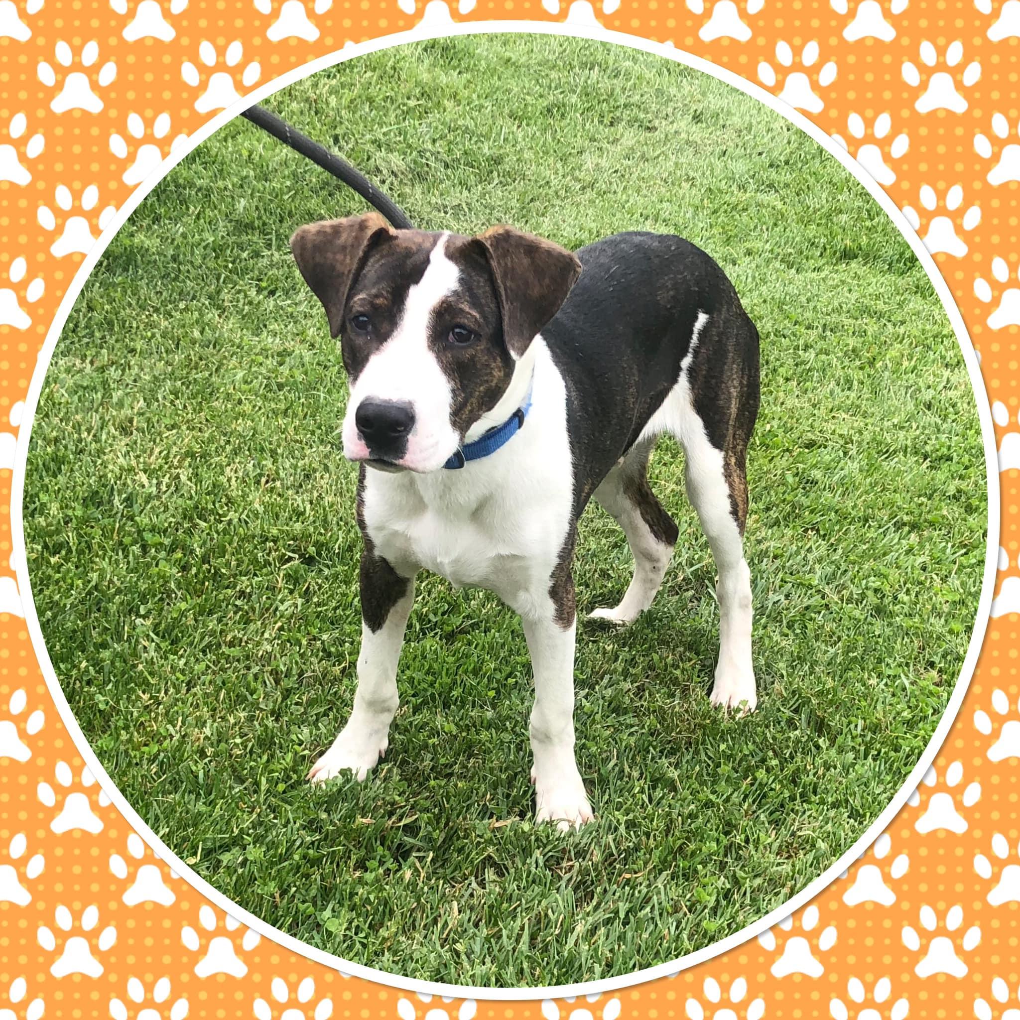 Enlarge EASTON, a ADOPTABLE mixed breed in Buckhannon, WV image 2/2