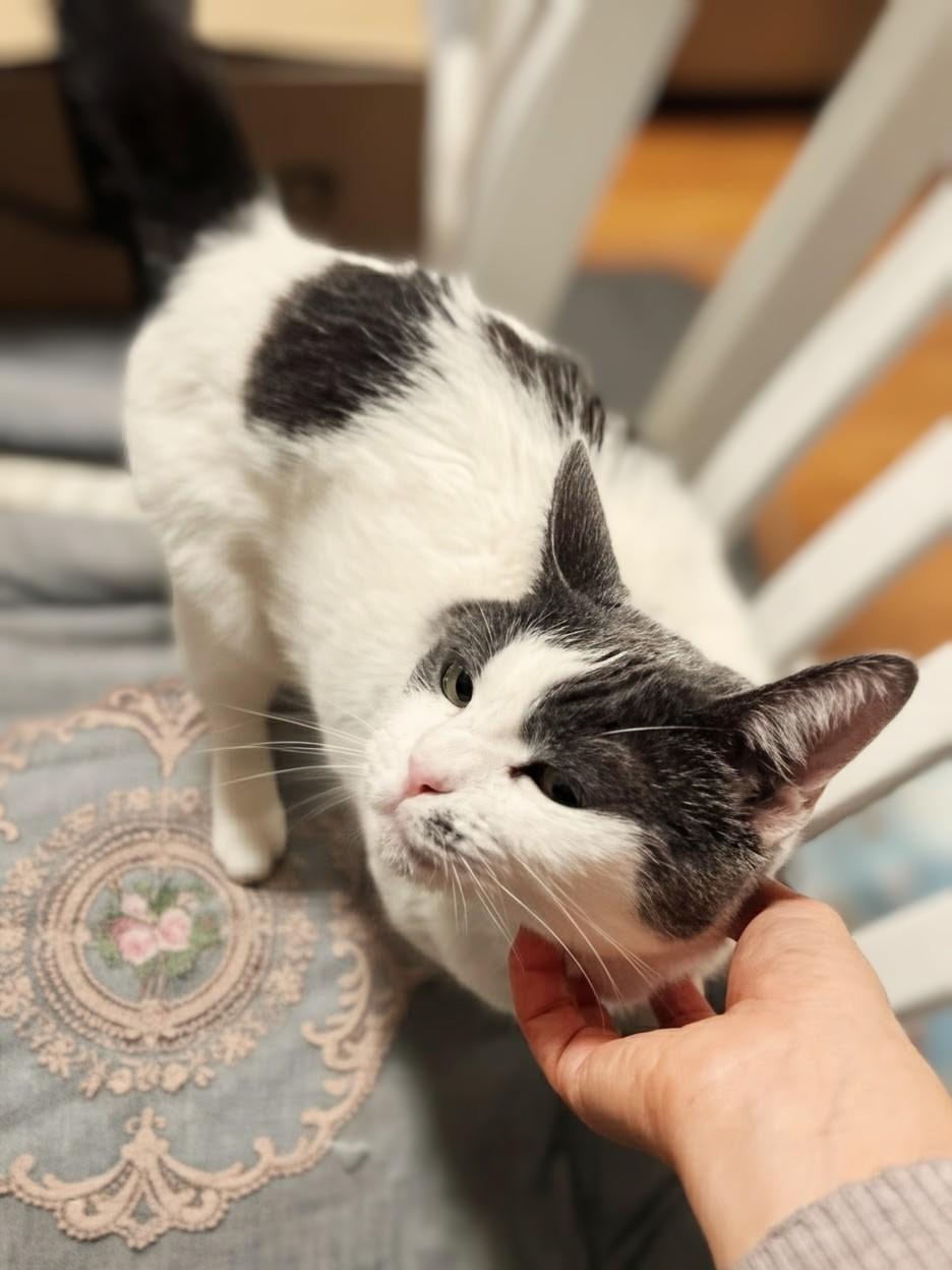 Enlarge Lulu, a ADOPTABLE Domestic Short Hair in Santa Monica, CA image 6/6