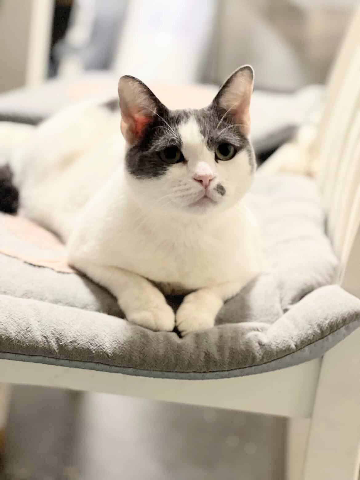 Enlarge Lulu, a ADOPTABLE Domestic Short Hair in Santa Monica, CA image 3/6