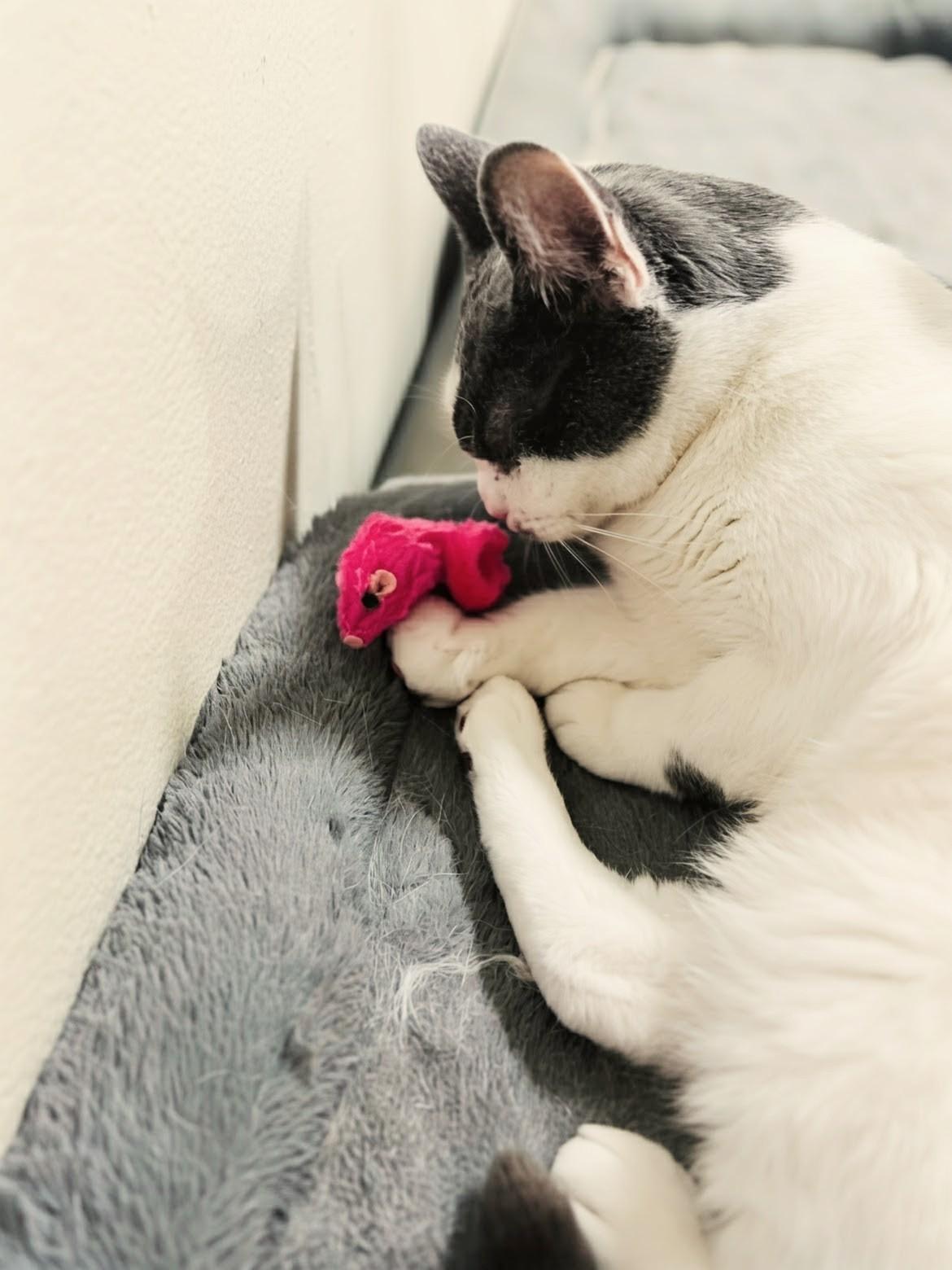 Enlarge Lulu, a ADOPTABLE Domestic Short Hair in Santa Monica, CA image 4/6