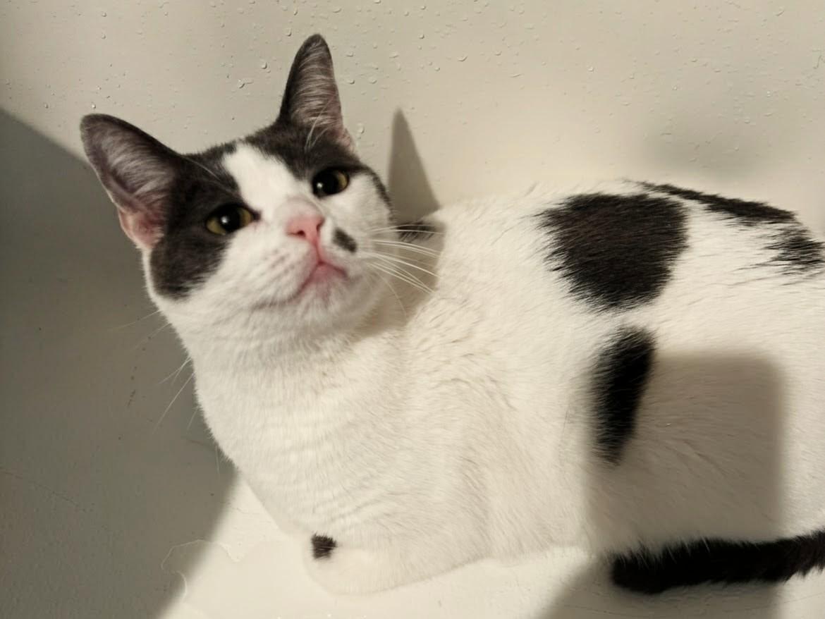 Enlarge Lulu, a ADOPTABLE Domestic Short Hair in Santa Monica, CA image 5/6