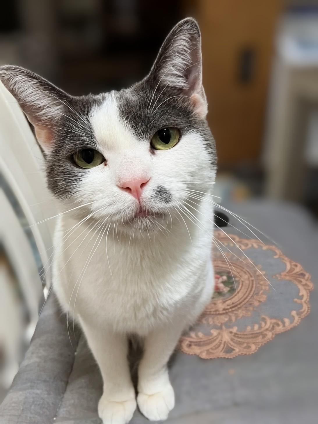 Lulu, ADOPTABLE, Young Female Domestic Short Hair.