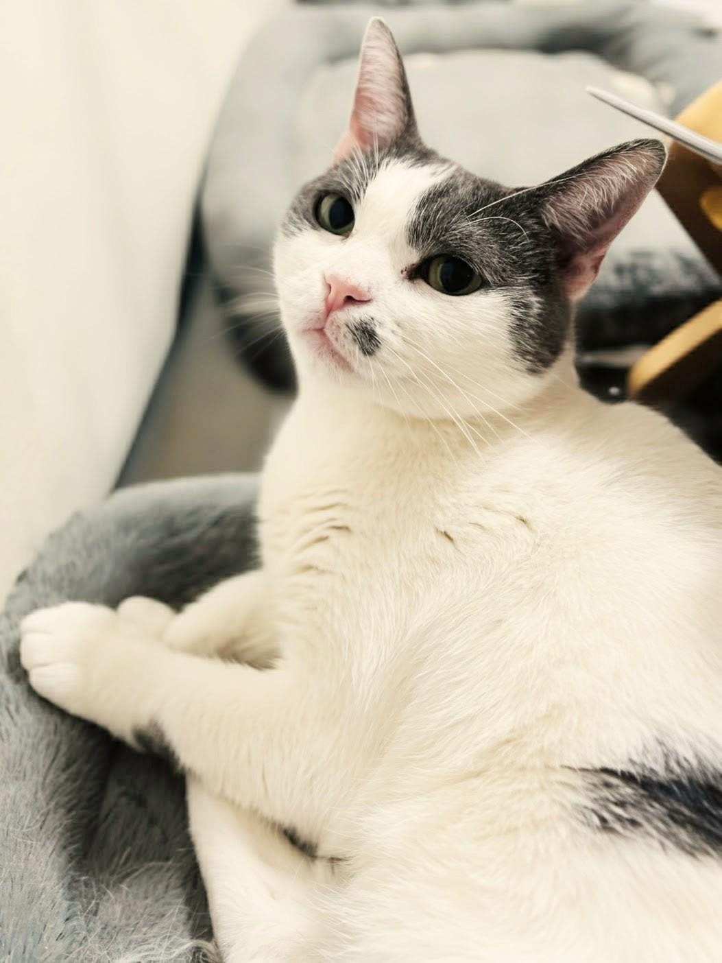 Enlarge Lulu, a ADOPTABLE Domestic Short Hair in Santa Monica, CA image 2/6