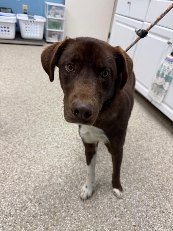 Maggie, Adoptable, Adult Female Labrador Retriever & Husky.