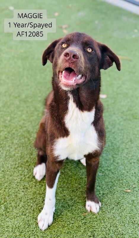 Enlarge Maggie, a Adoptable mixed breed in Supply, NC image 2/2