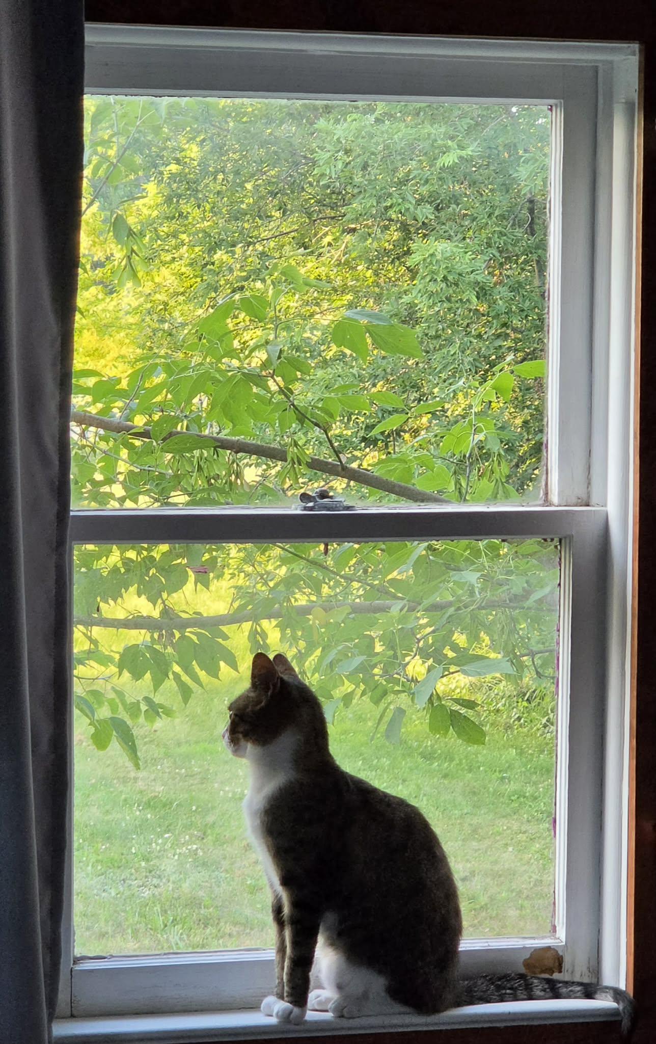 Enlarge River, a ADOPTABLE Domestic Short Hair in Ludington, MI image 2/4