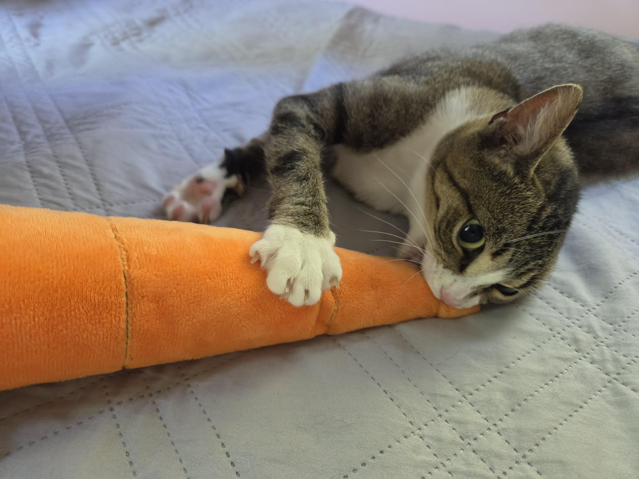 Enlarge River, a ADOPTABLE Domestic Short Hair in Ludington, MI image 4/4