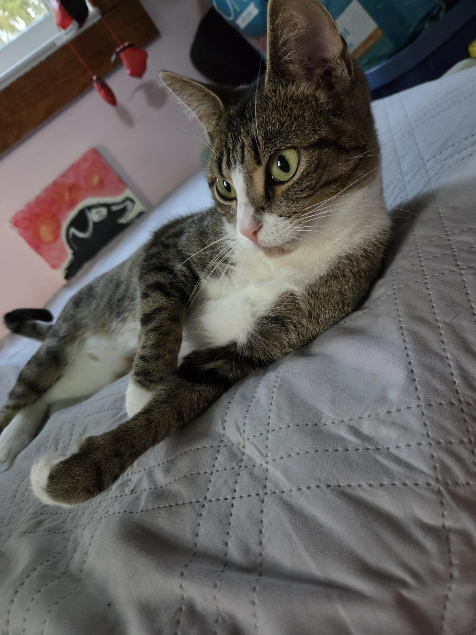 Enlarge River, a ADOPTABLE Domestic Short Hair in Ludington, MI image 3/4