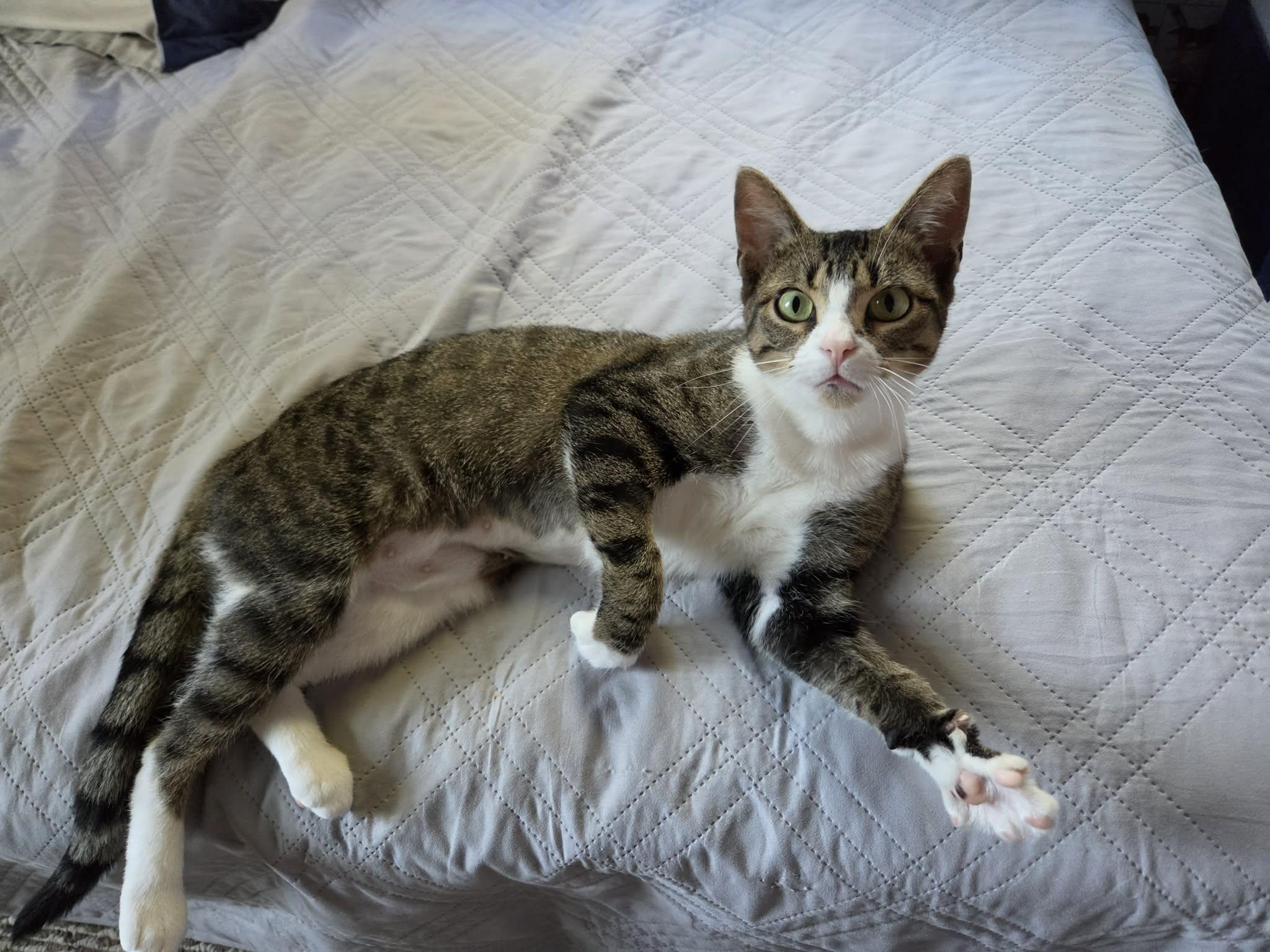 Enlarge River, a ADOPTABLE Domestic Short Hair in Ludington, MI image 1/4