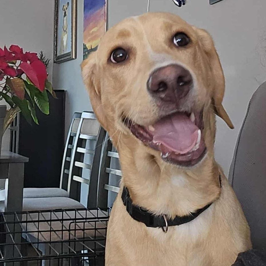Enlarge Max, a ADOPTABLE Labrador Retriever in West Haven, CT image 1/2