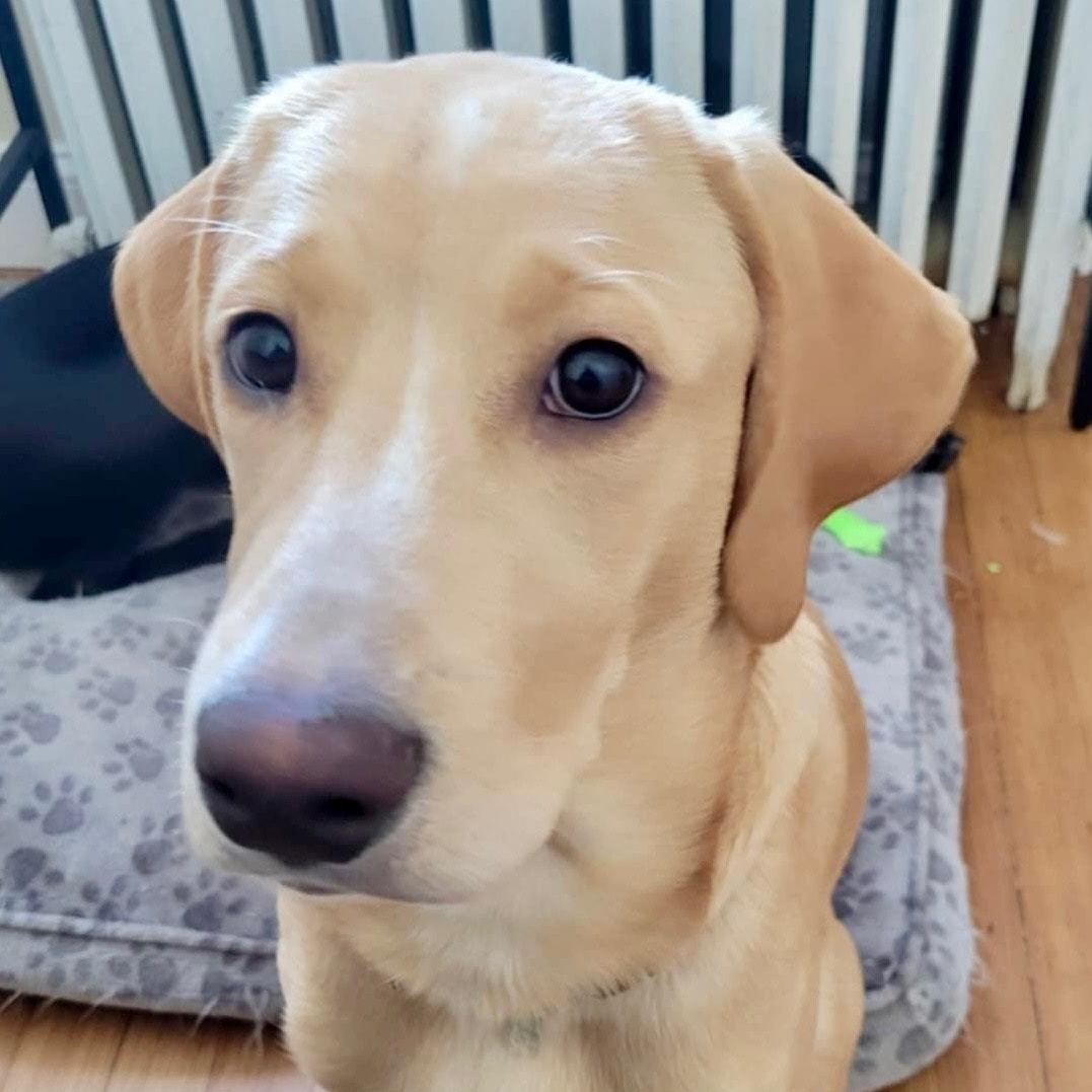 Enlarge Max, a ADOPTABLE Labrador Retriever in West Haven, CT image 2/2