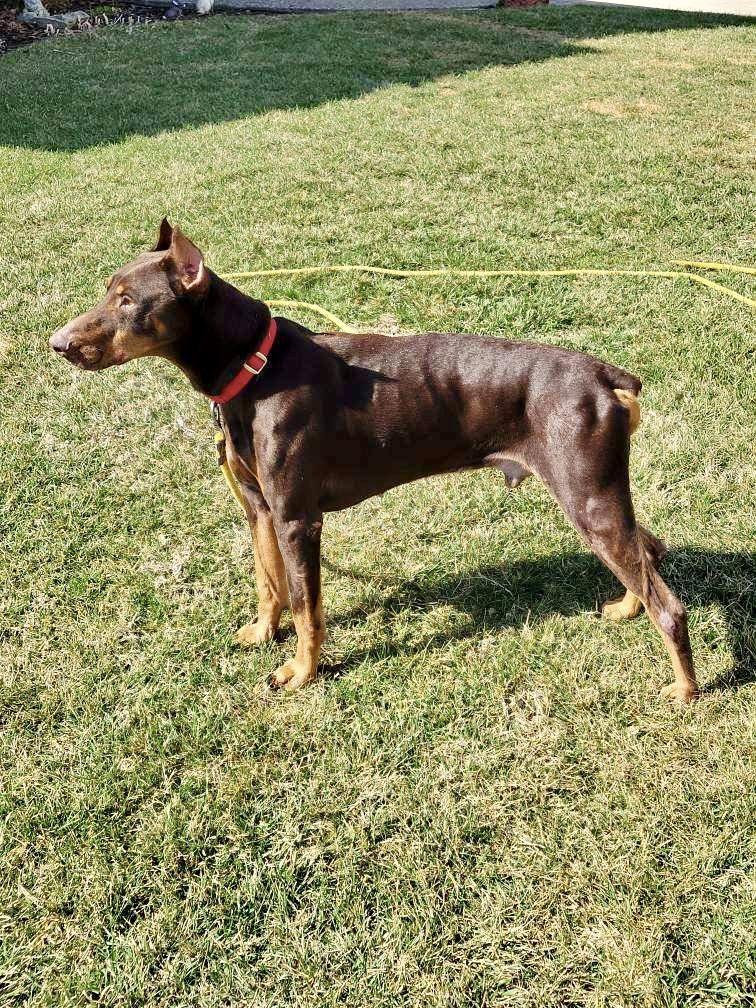 Cecil, ADOPTABLE, Adult Male Doberman Pinscher.
