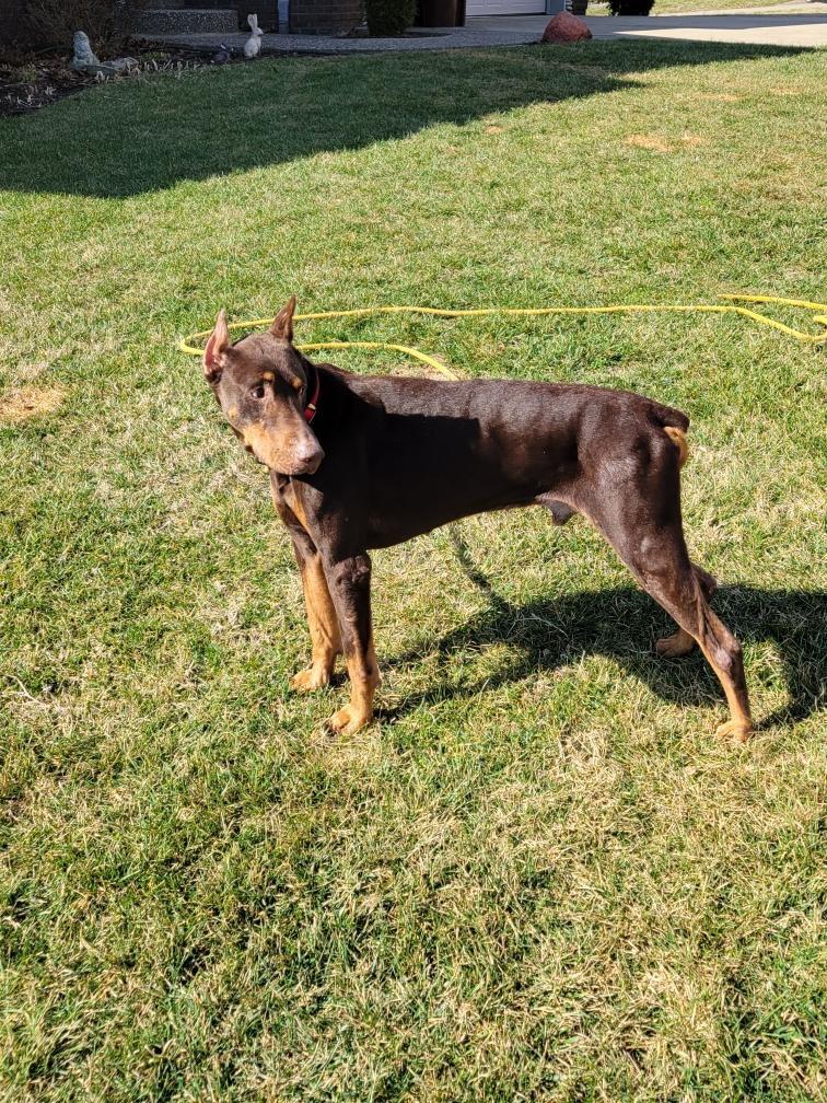 Enlarge Cecil, a ADOPTABLE Doberman Pinscher in Louisville, KY image 5/5