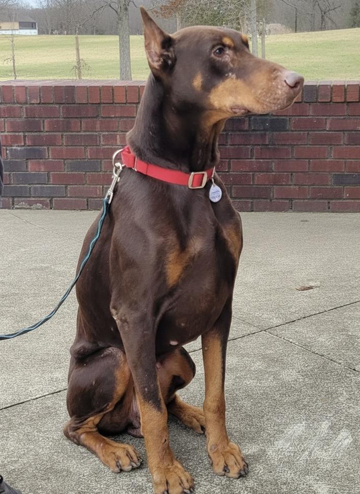 Enlarge Cecil, a ADOPTABLE Doberman Pinscher in Louisville, KY image 2/5