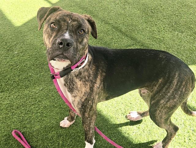 SANDER, Adoptable, Young Male Boxer & Pit Bull Terrier.