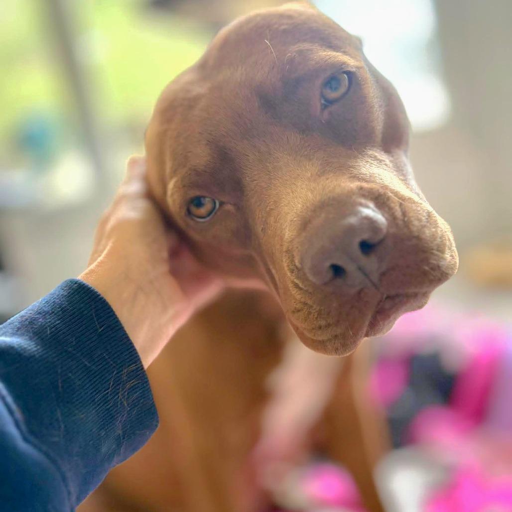 Bright eyes, Adoptable, Adult Female Pit Bull Terrier.