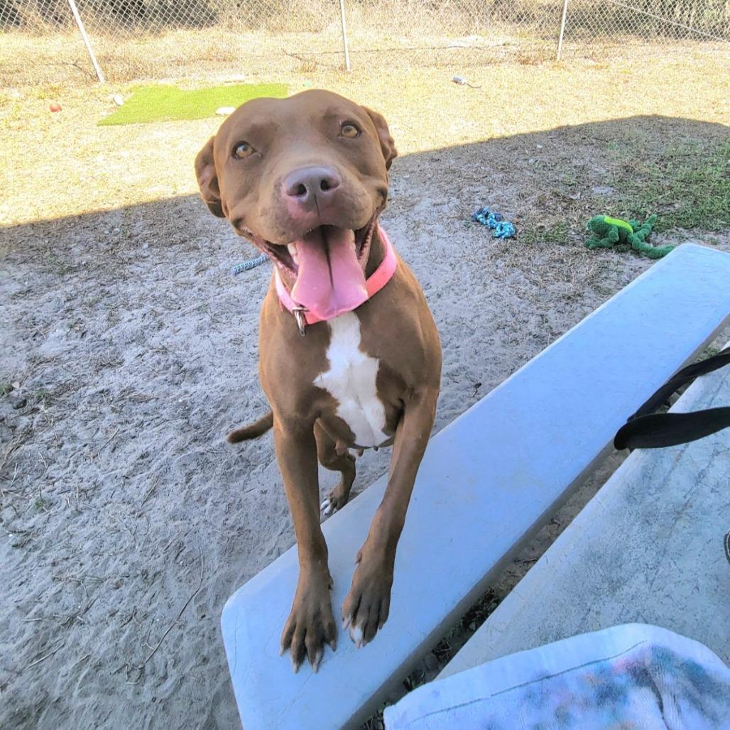 Enlarge Bright eyes, a Adoptable Pit Bull Terrier in Lake Panasoffkee, FL image 3/6