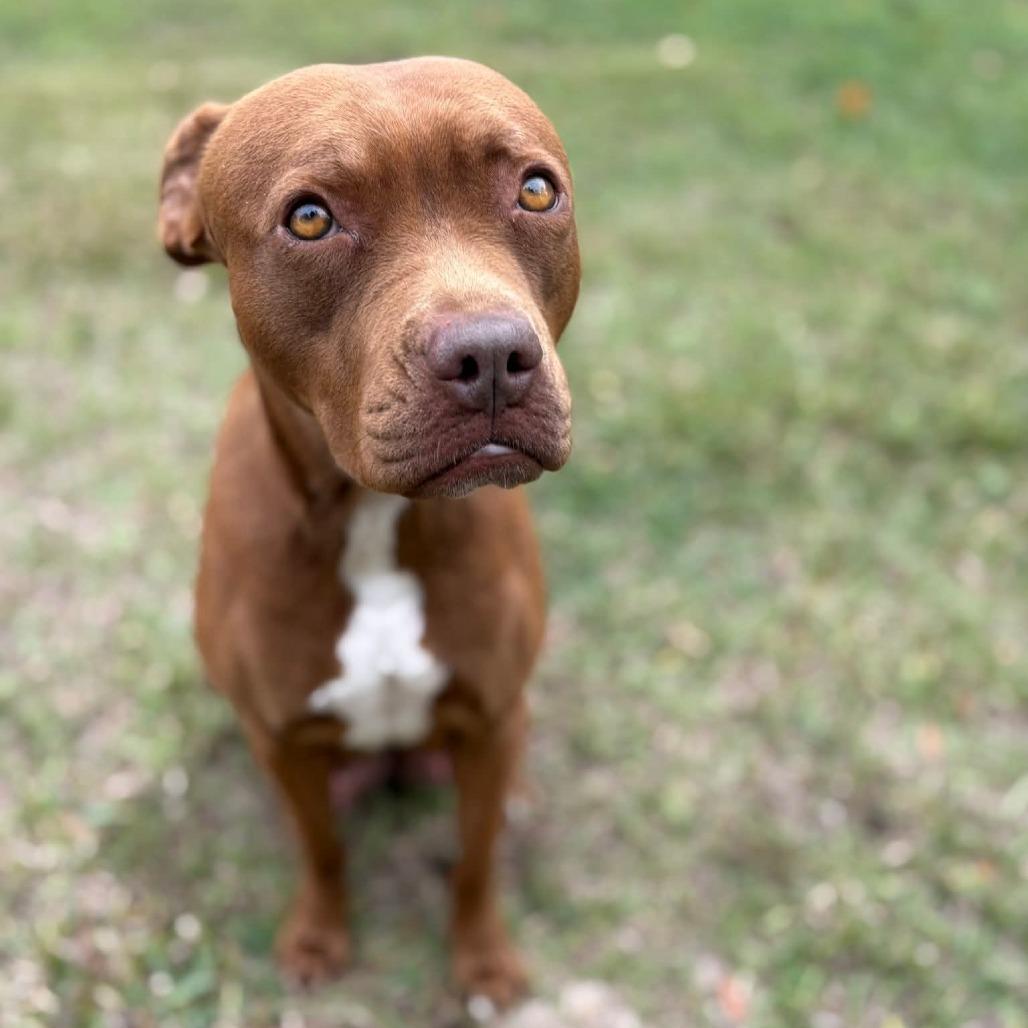 Enlarge Bright eyes, a Adoptable Pit Bull Terrier in Lake Panasoffkee, FL image 4/6