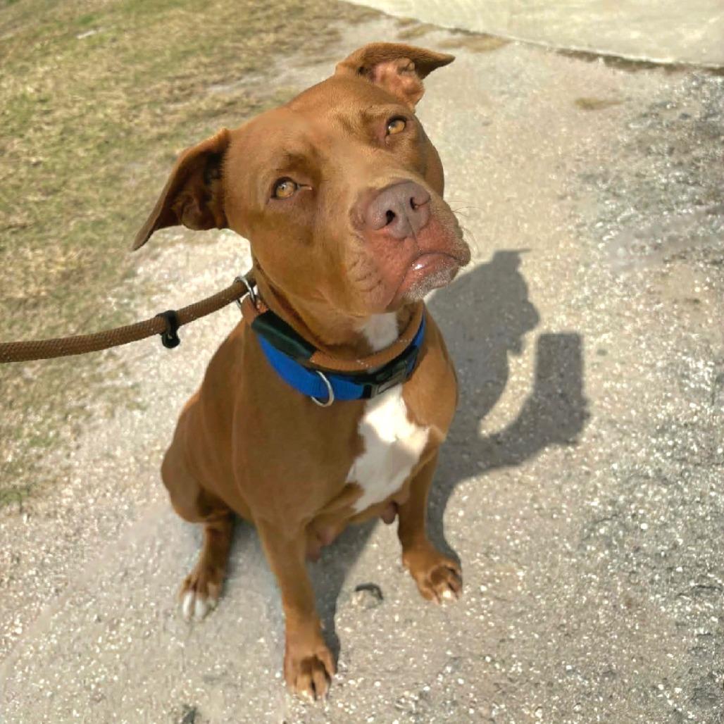 Enlarge Bright eyes, a Adoptable Pit Bull Terrier in Lake Panasoffkee, FL image 6/6