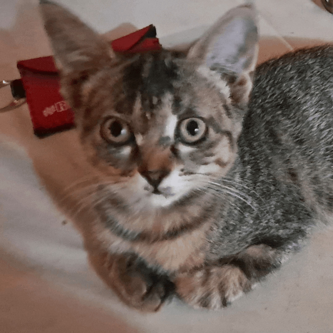 Reilin, Adoptable, Kitten Female Domestic Short Hair & Tabby.