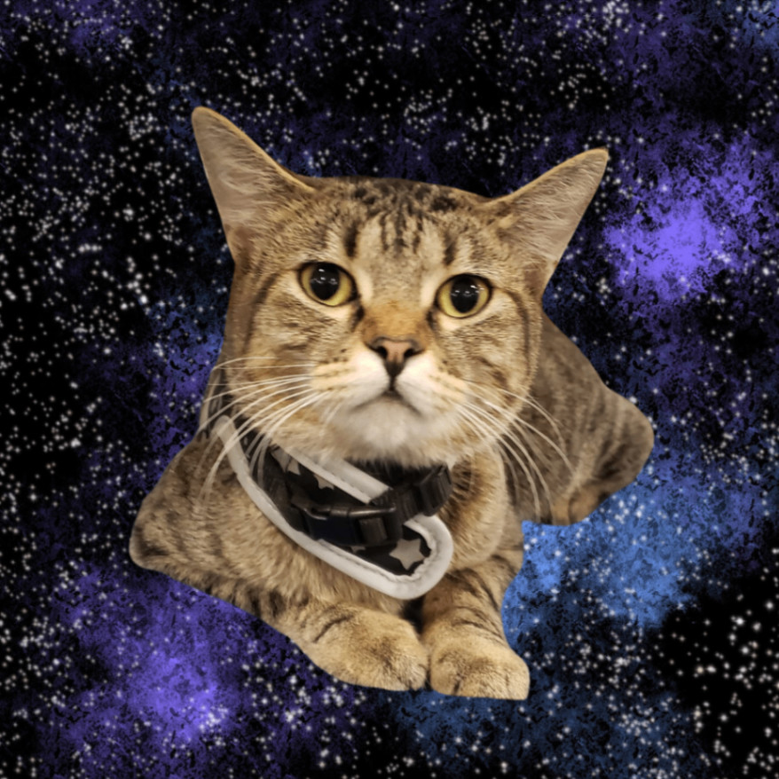 Reilin, a Adoptable mixed breed in Dallas, TX image 2/4