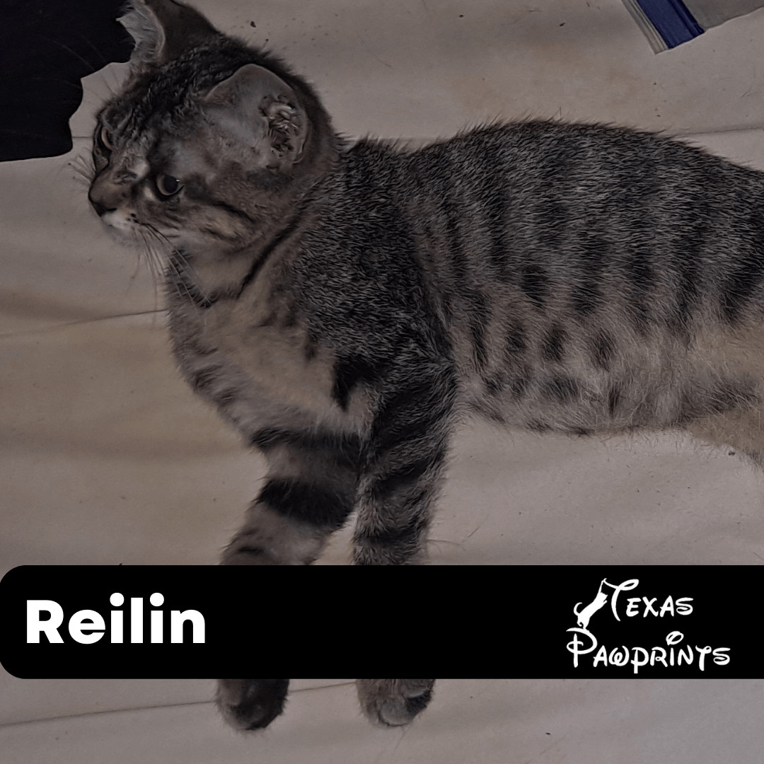 Reilin, a Adoptable mixed breed in Dallas, TX image 3/4