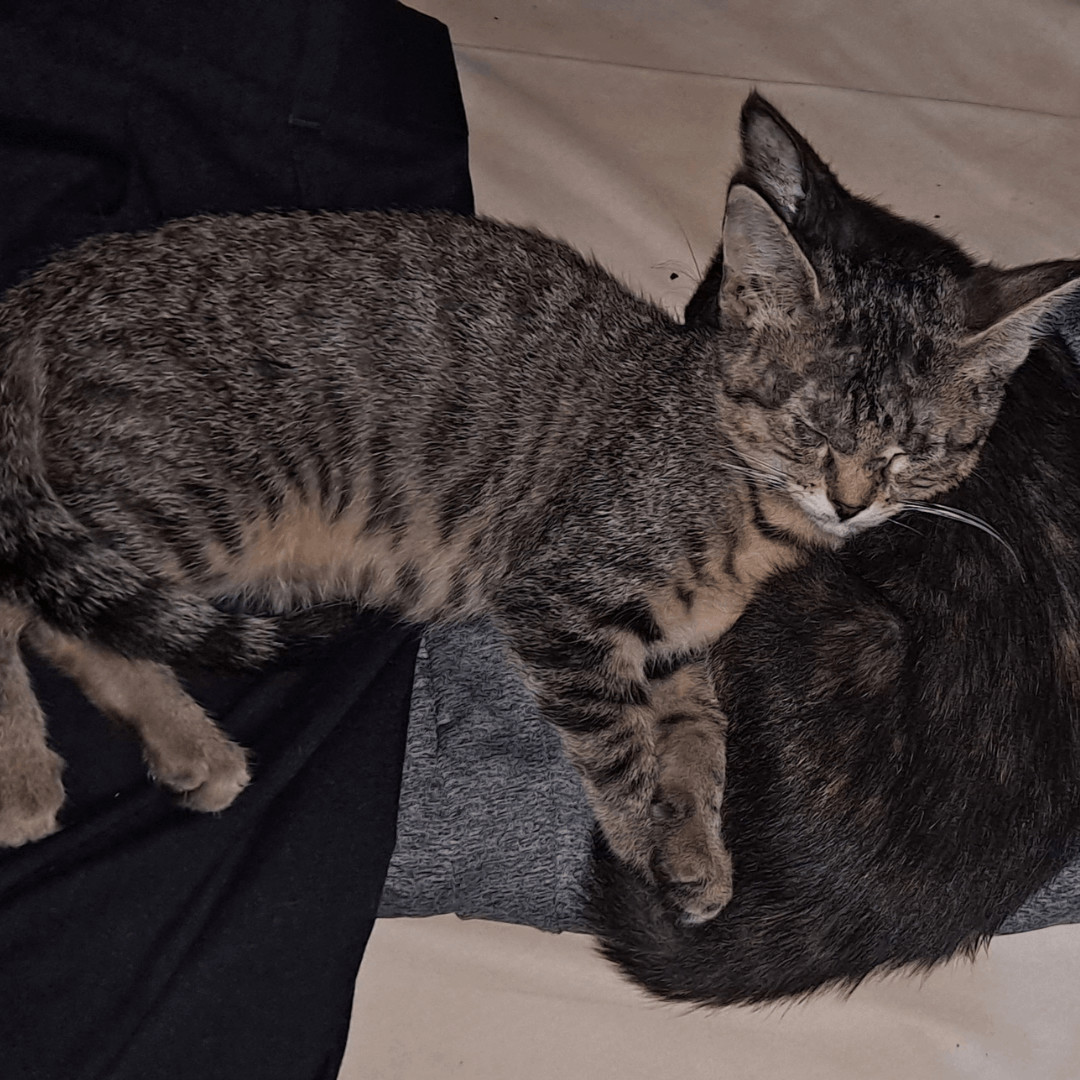 Reilin, a Adoptable mixed breed in Dallas, TX image 4/4