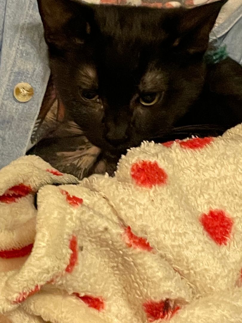 Tara, Adoptable, Adult Female Domestic Short Hair.