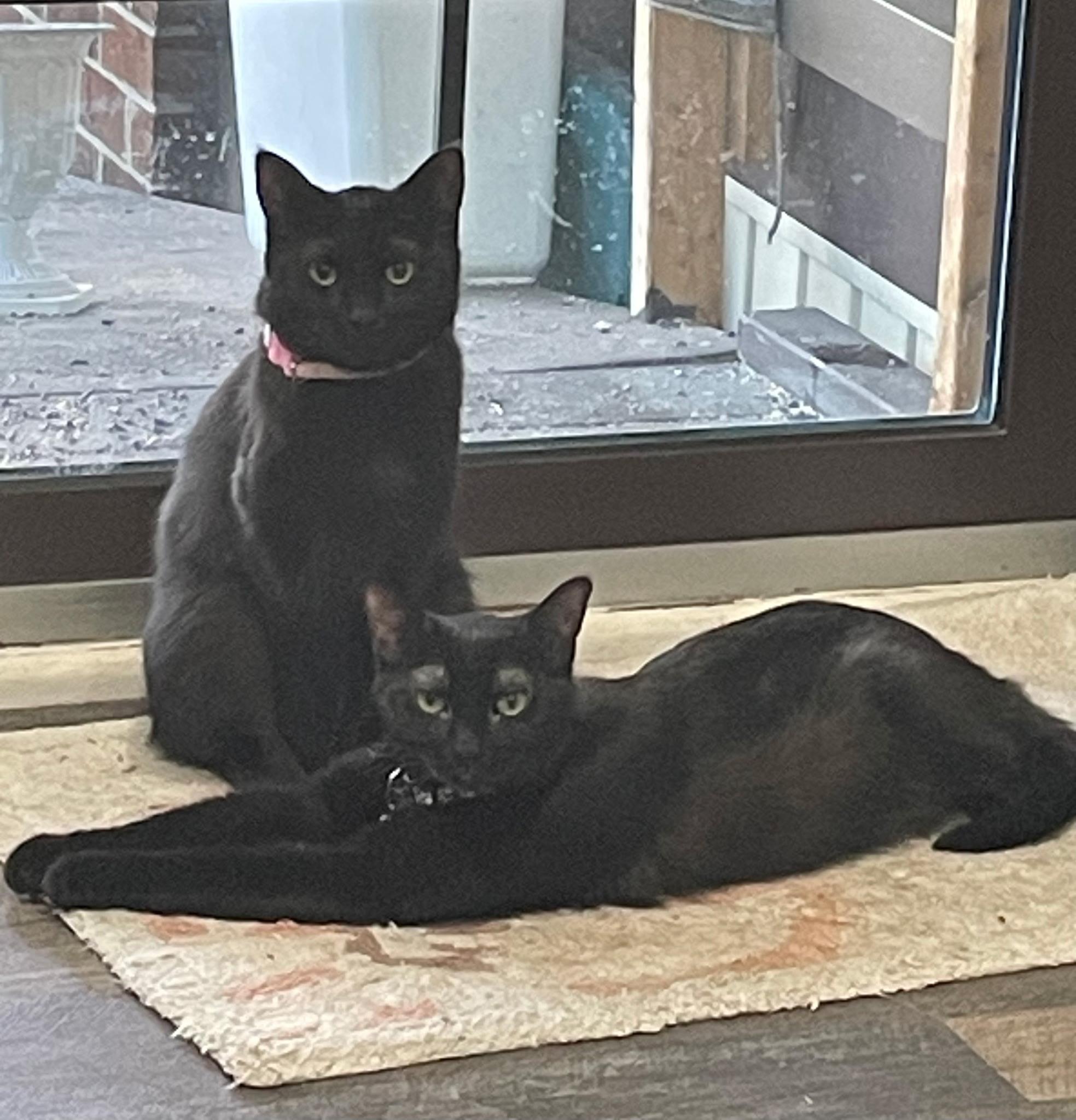 Tara, an adoptable Domestic Short Hair in Garden City, MI image 3/3