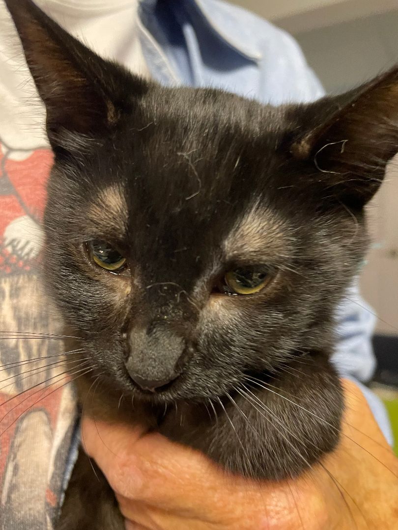 Tara, a Adoptable Domestic Short Hair in Garden City, MI image 2/9