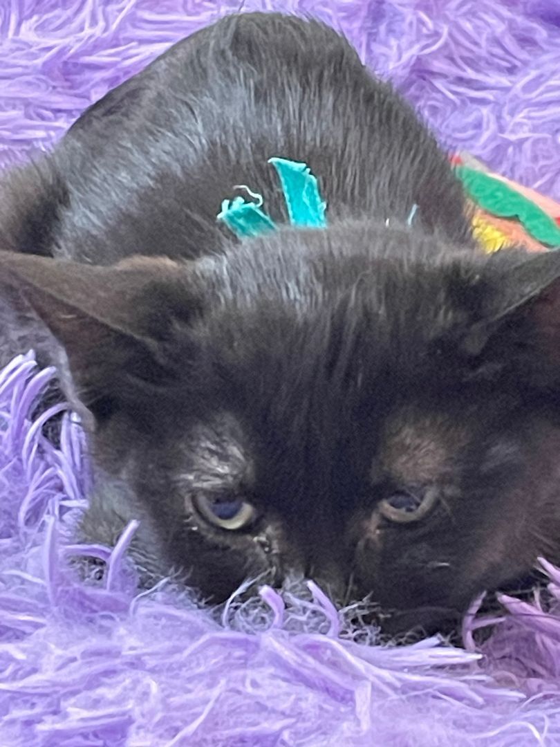 Tara, a Adoptable Domestic Short Hair in Garden City, MI image 3/9