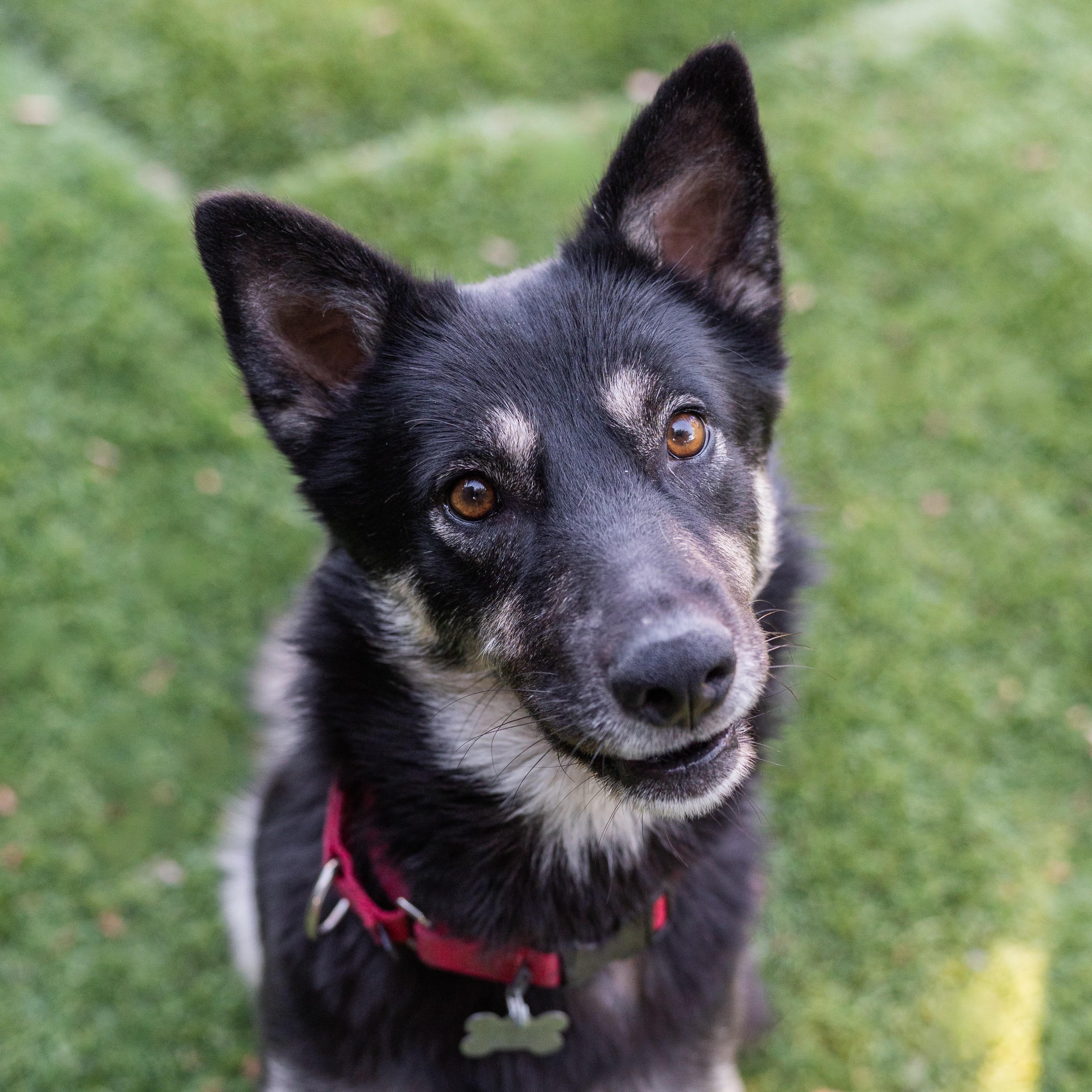 Enlarge Ariel, a Adopted mixed breed in Carlsbad, CA image 1/4