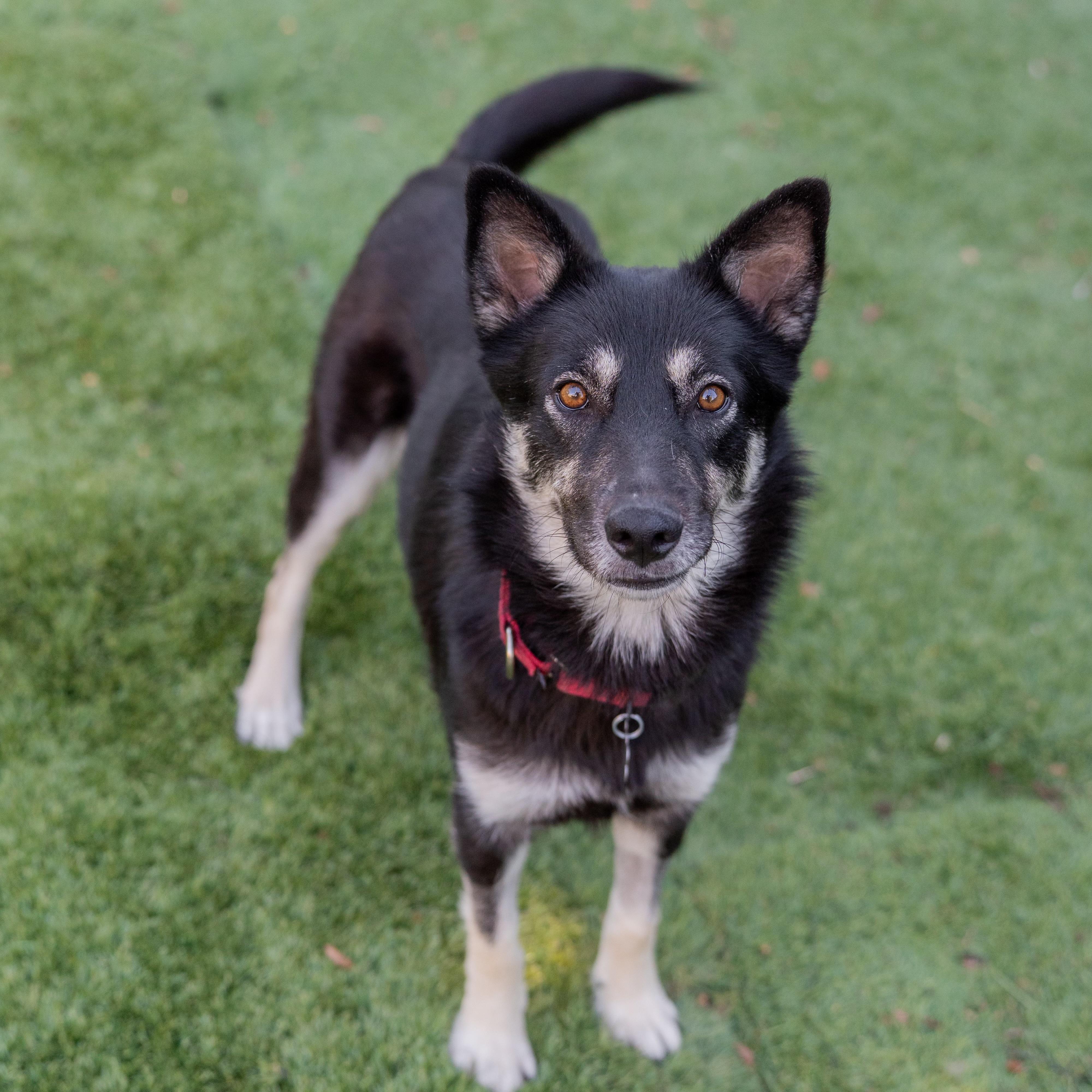 Enlarge Ariel, a Adopted mixed breed in Carlsbad, CA image 2/4