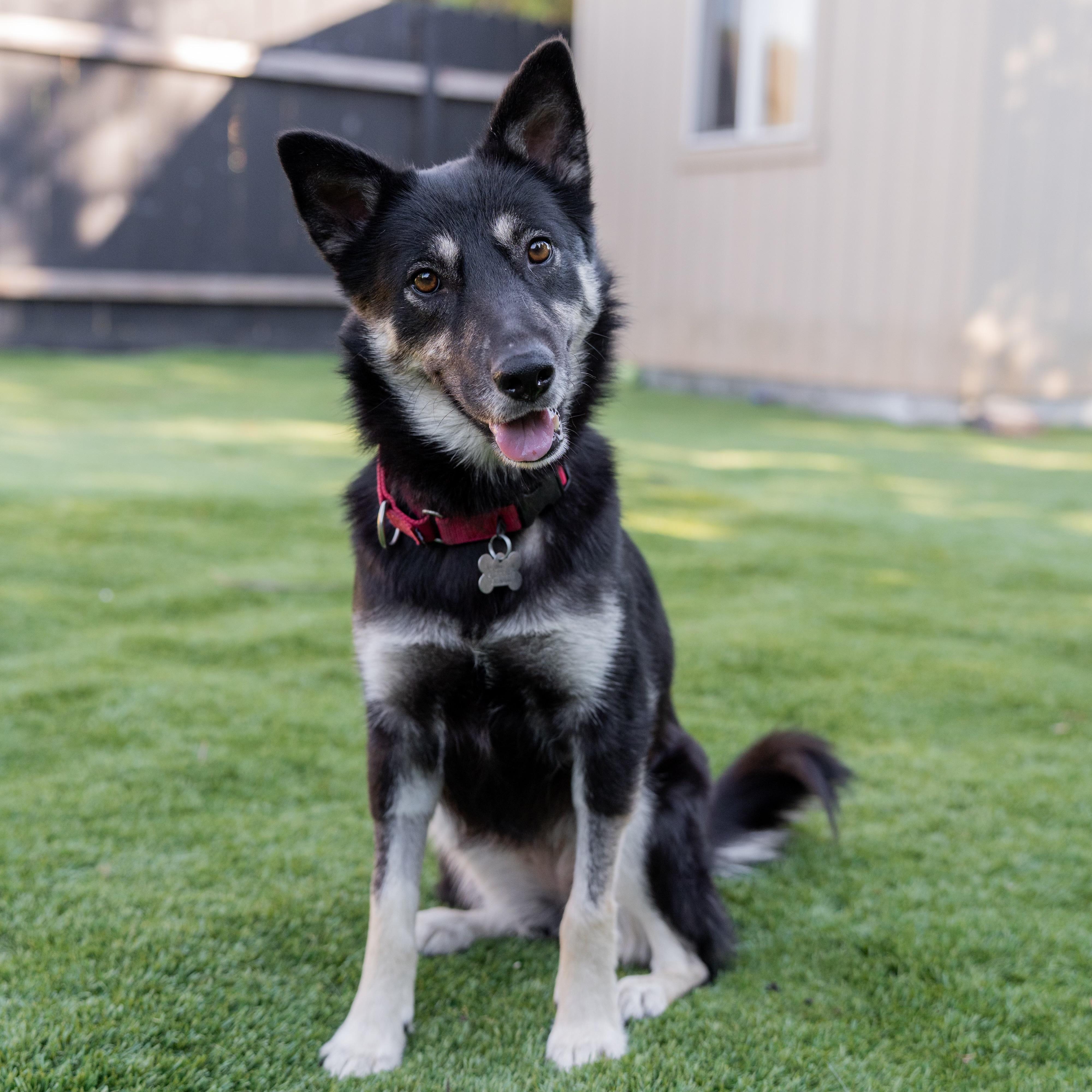 Enlarge Ariel, a Adopted mixed breed in Carlsbad, CA image 3/4