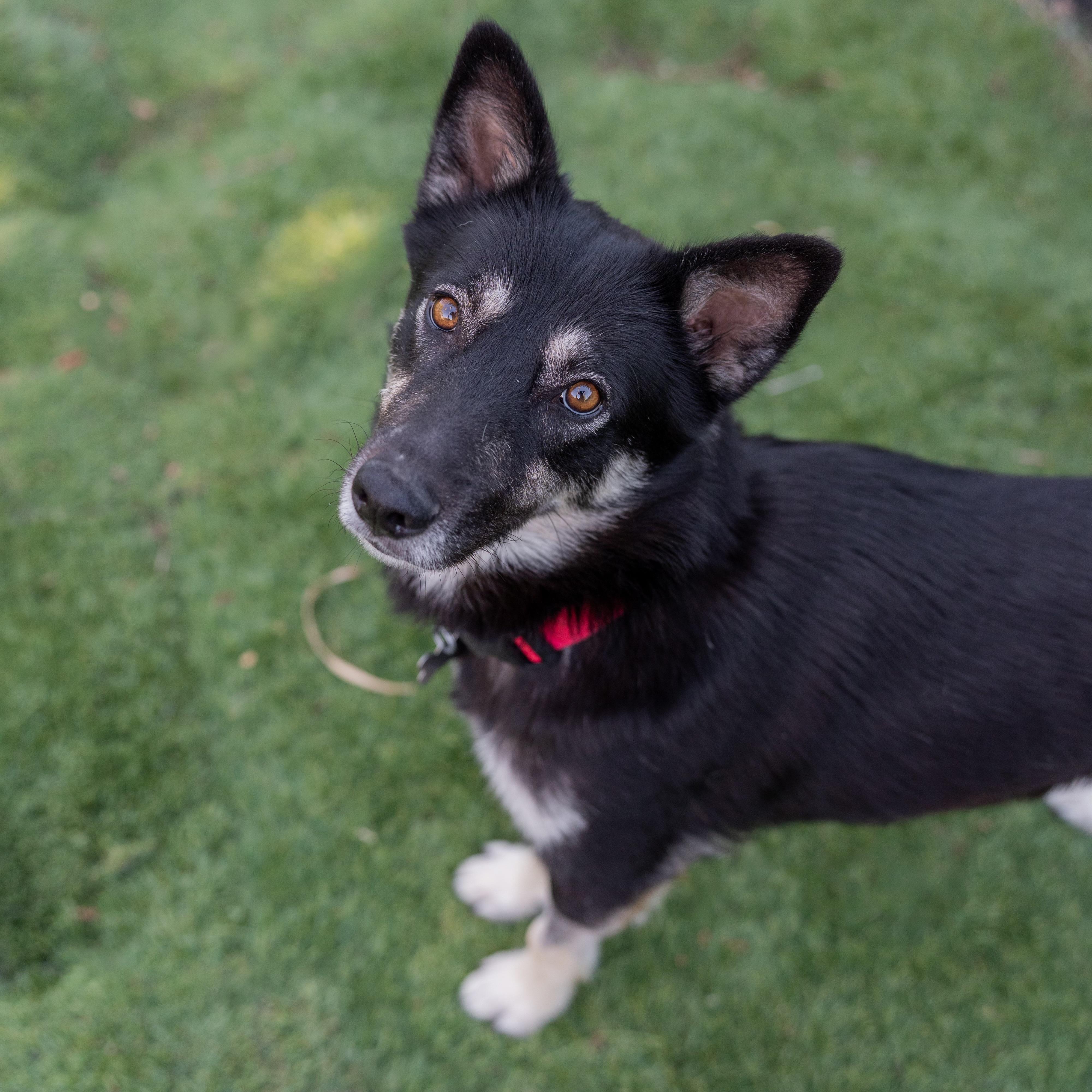 Enlarge Ariel, a Adopted mixed breed in Carlsbad, CA image 4/4