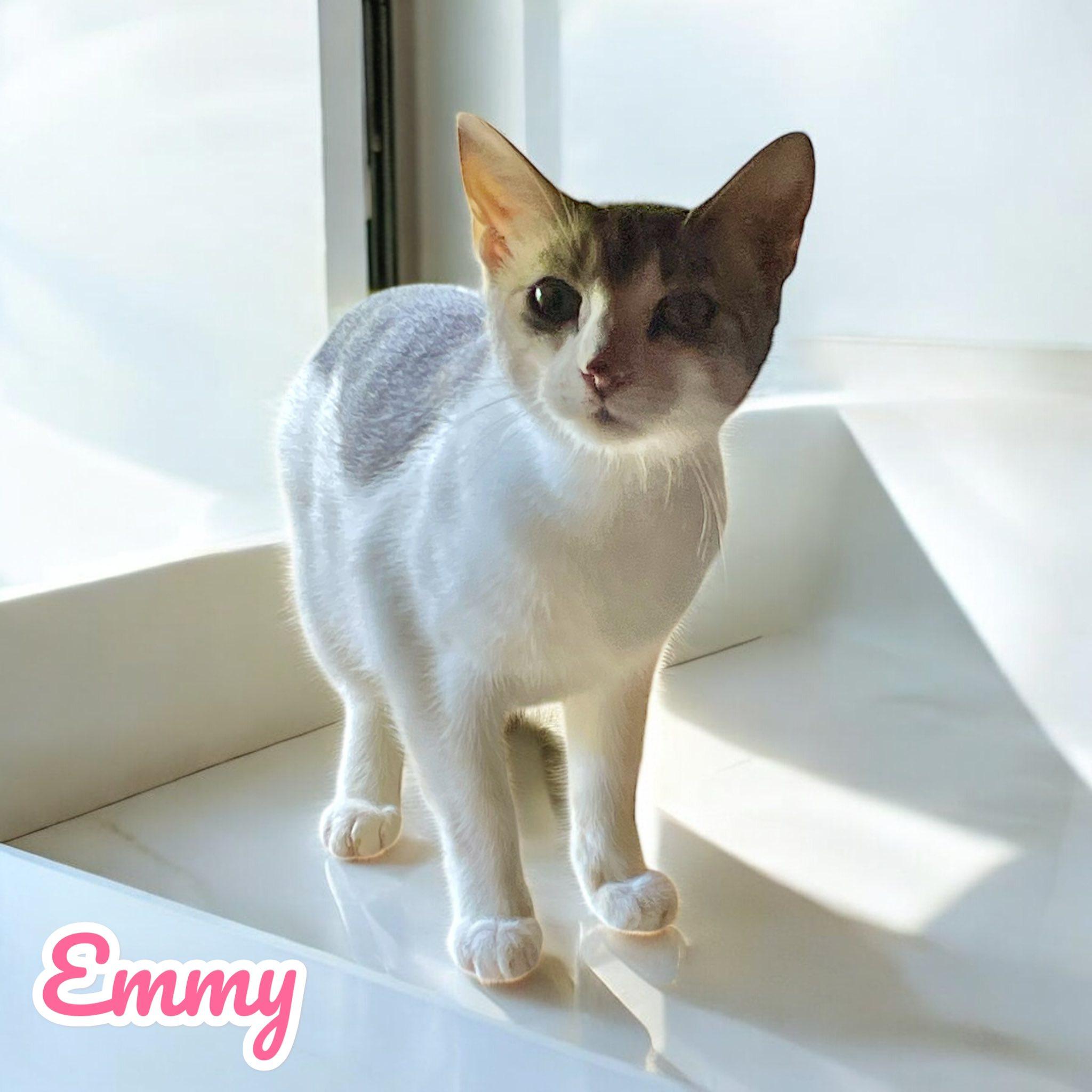 Enlarge Emmy, a Adoptable Domestic Short Hair in Stratford, CT image 1/3