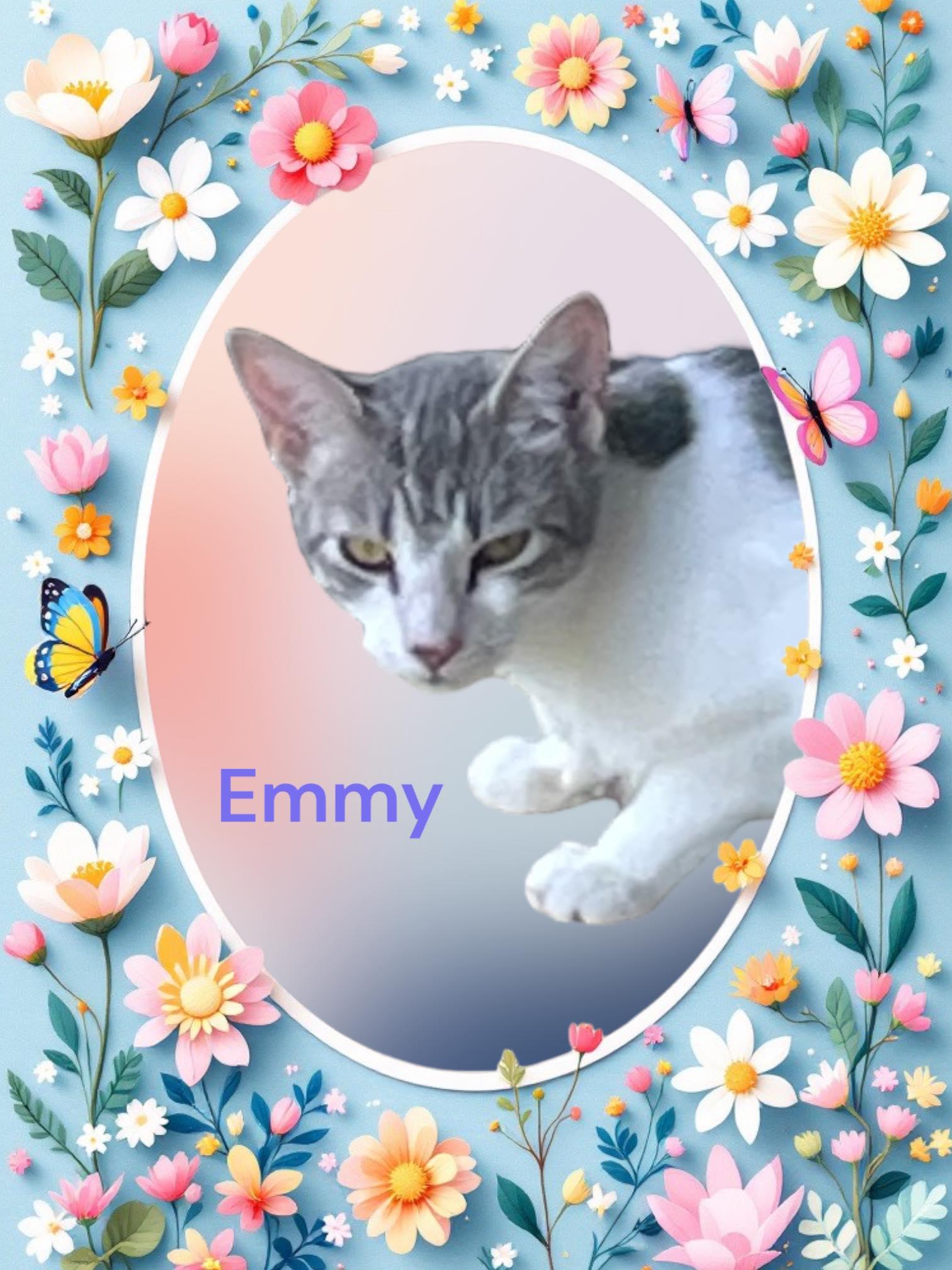 Enlarge Emmy, a Adoptable Domestic Short Hair in Stratford, CT image 2/3