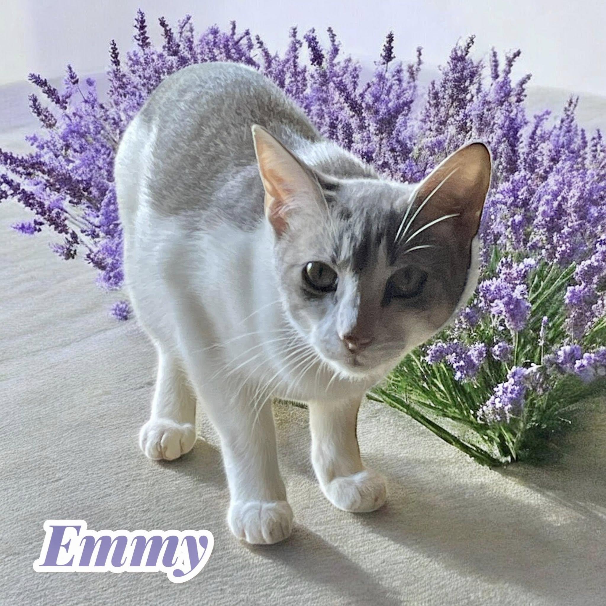 Enlarge Emmy, a Adoptable Domestic Short Hair in Stratford, CT image 3/3