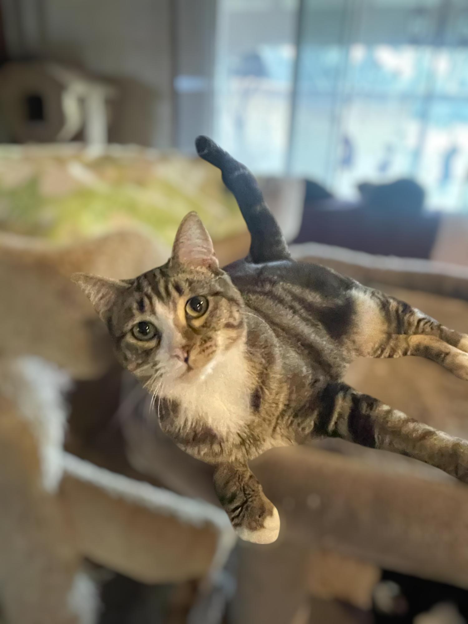 Tasha, Adopted, Young Female Domestic Short Hair.