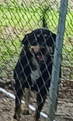 Meeko