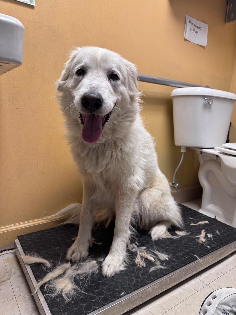 Enlarge Arna, a Adoptable Great Pyrenees in Morgantown, KY image 1/1