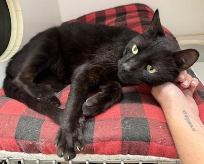 Enlarge Harold, a Adoptable mixed breed in Palm Coast, FL image 1/3