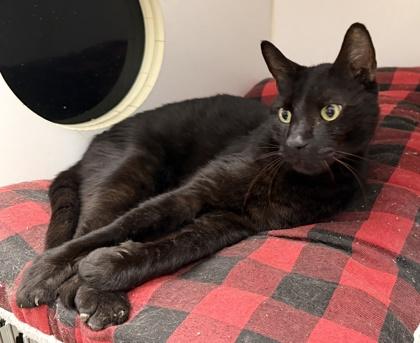 Enlarge Harold, a Adoptable mixed breed in Palm Coast, FL image 3/3