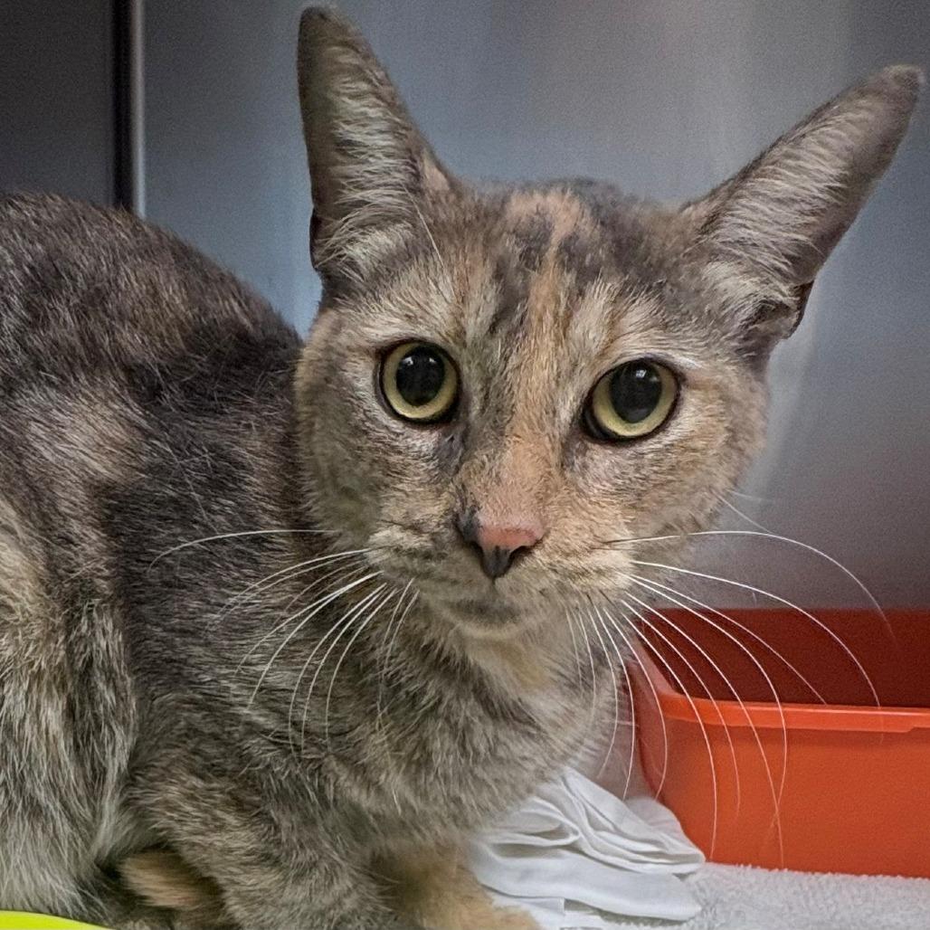 Scoop, Adoptable, Young Female Domestic Short Hair.