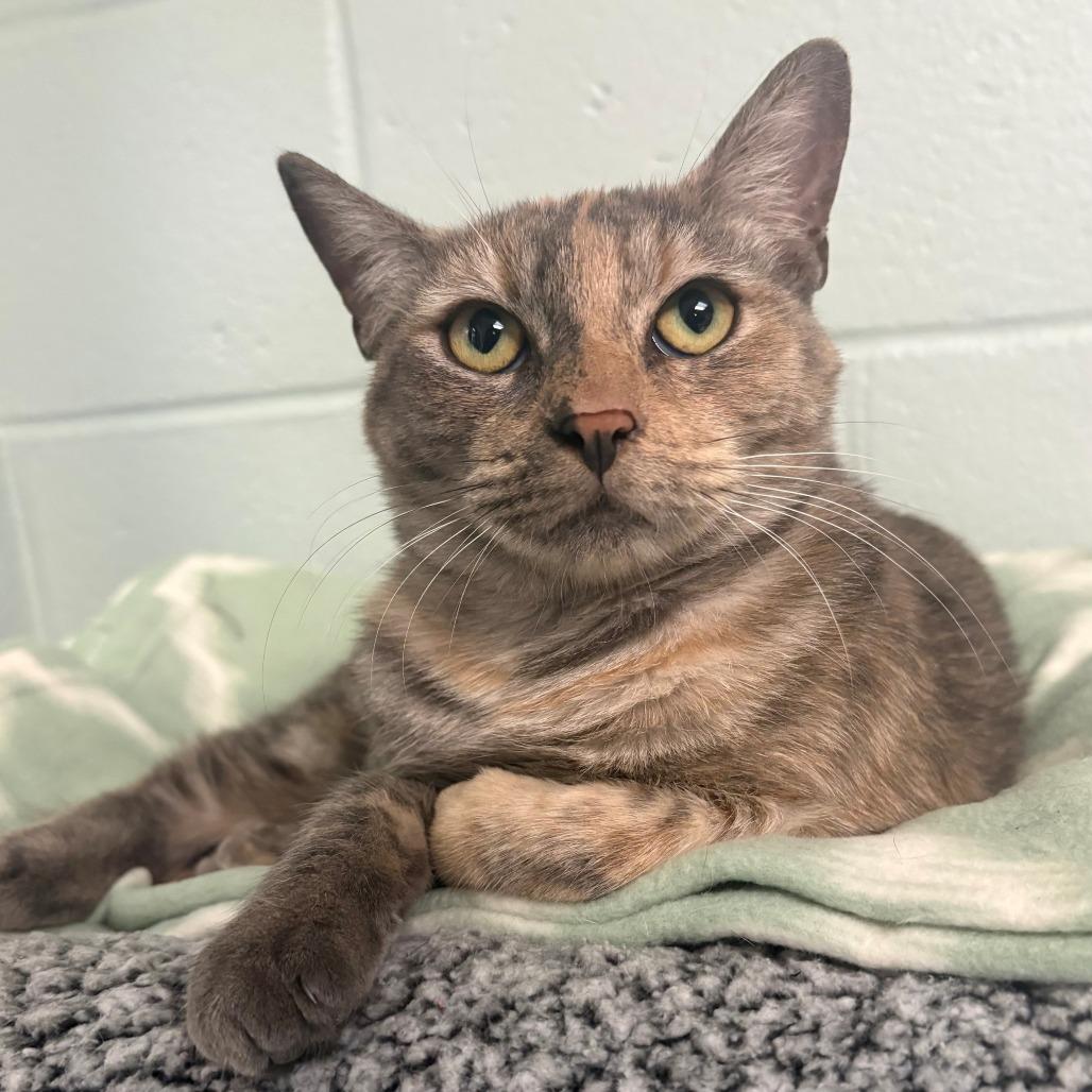 Enlarge Scoop, a Adoptable Domestic Short Hair in East Hanover, NJ image 2/3