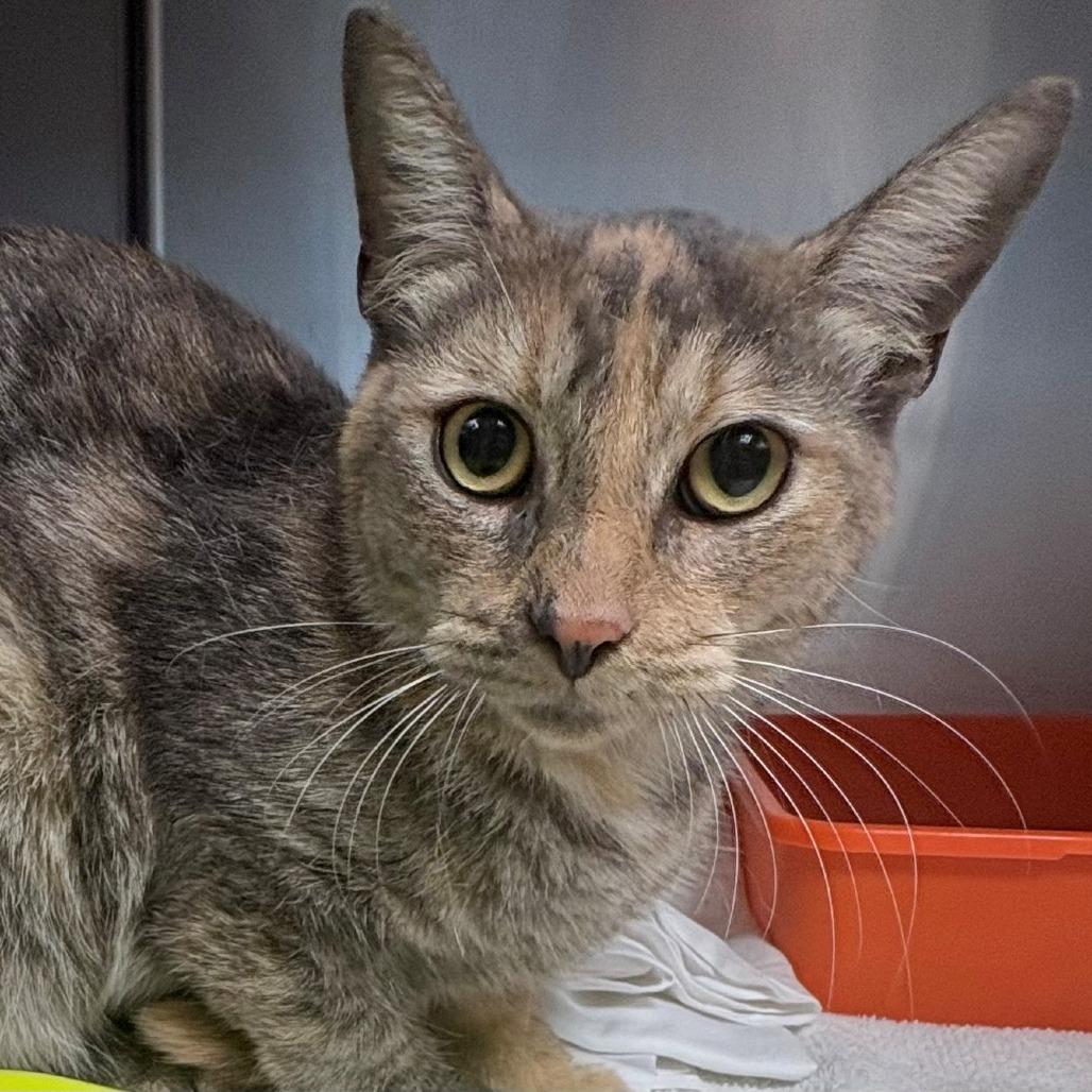 Enlarge Scoop, a Adoptable Domestic Short Hair in East Hanover, NJ image 3/3