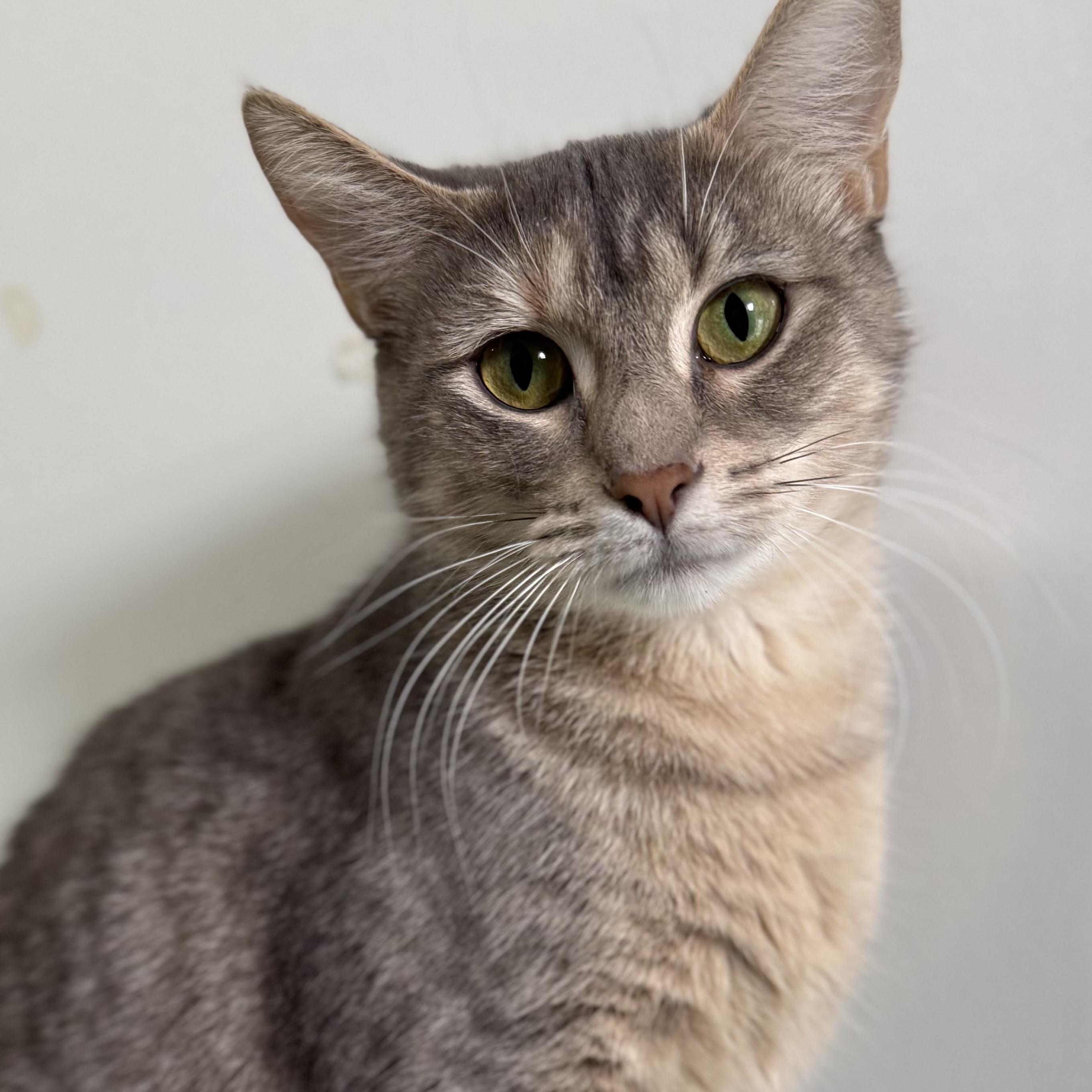 Enlarge Camille, a Adoptable Domestic Short Hair in McKenzie, TN image 1/3