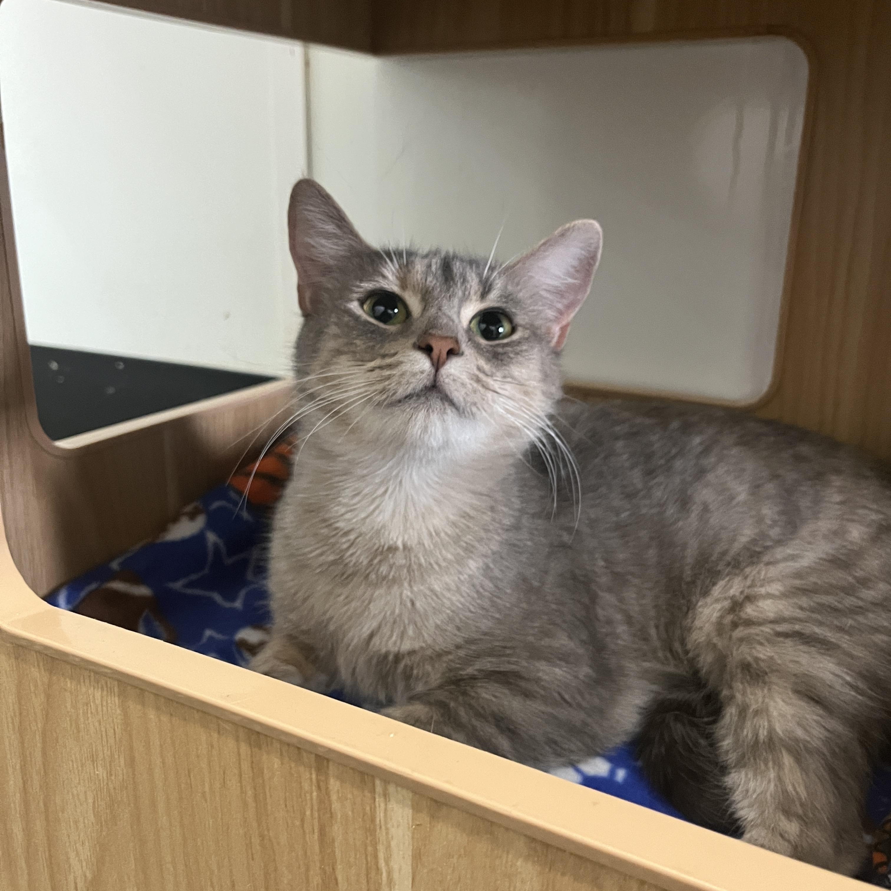 Enlarge Camille, a Adoptable Domestic Short Hair in McKenzie, TN image 2/3