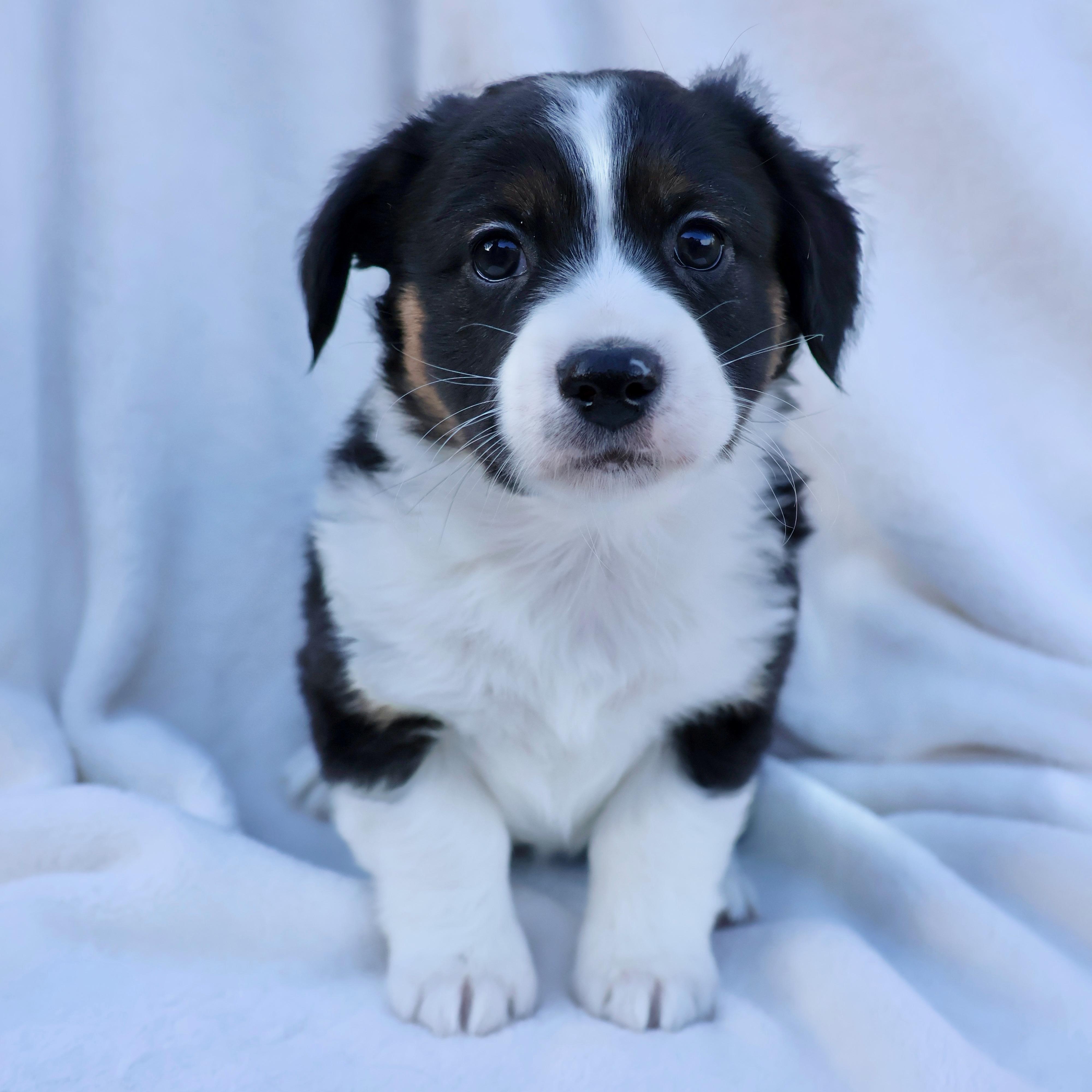Enlarge Stephen, a ADOPTABLE mixed breed in Fort Collins, CO image 3/3