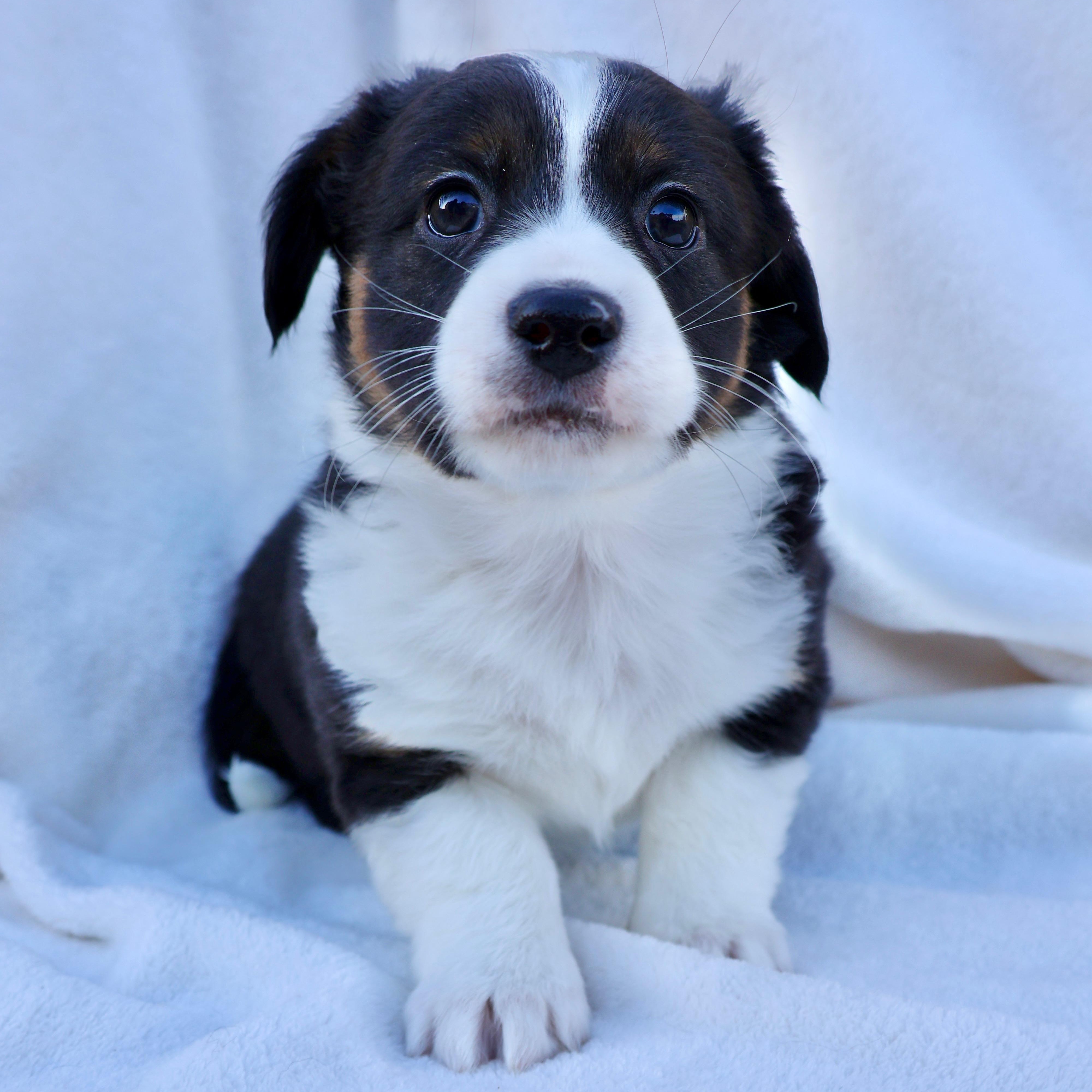 Stephen, ADOPTABLE, Puppy Male Australian Shepherd & Terrier.